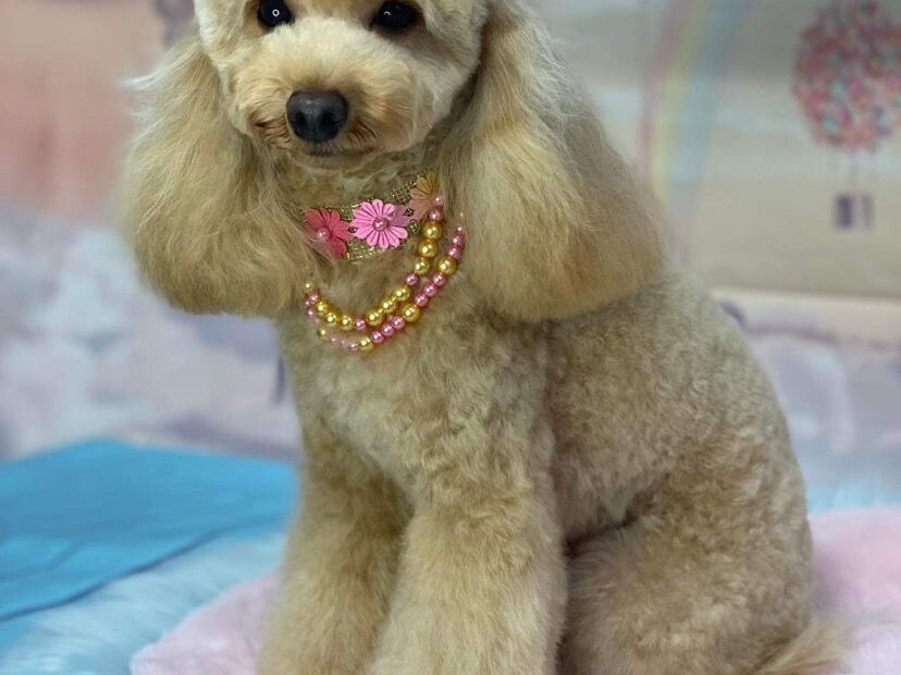 queen spazzolata