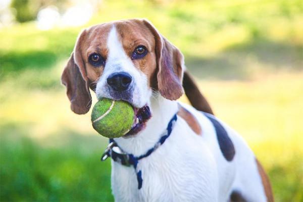 cane palla
