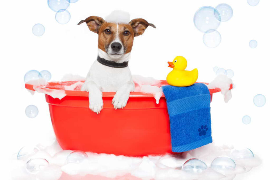 bagno cane