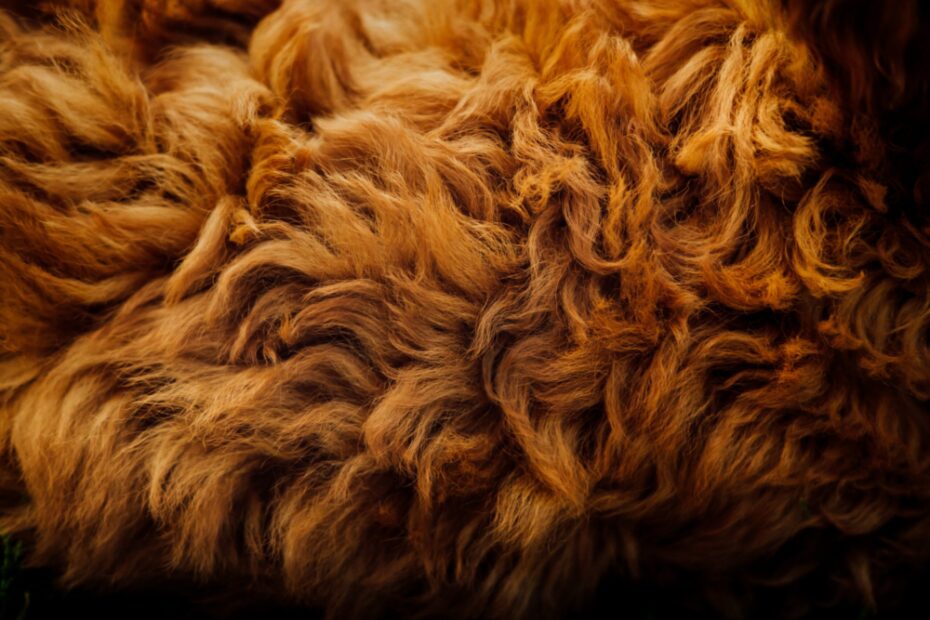 pelo cane