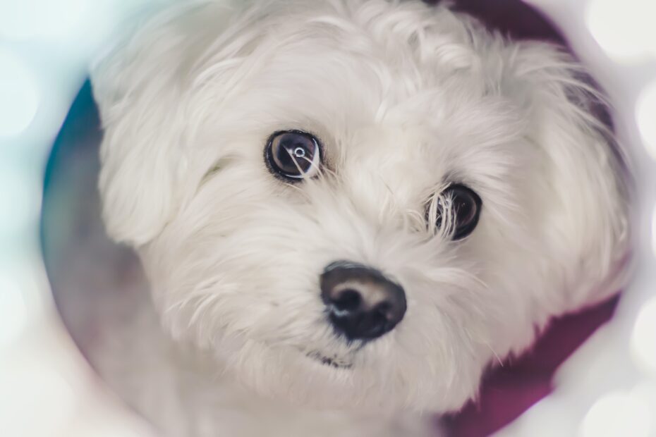 Cane Maltese