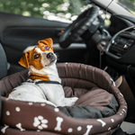 Cane in Auto