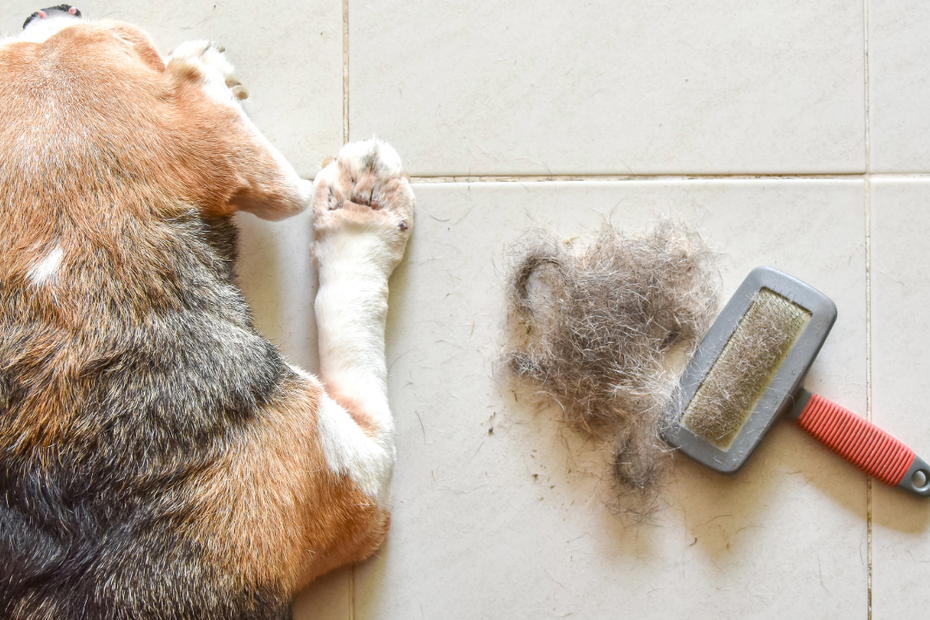 Muta del pelo nel cane